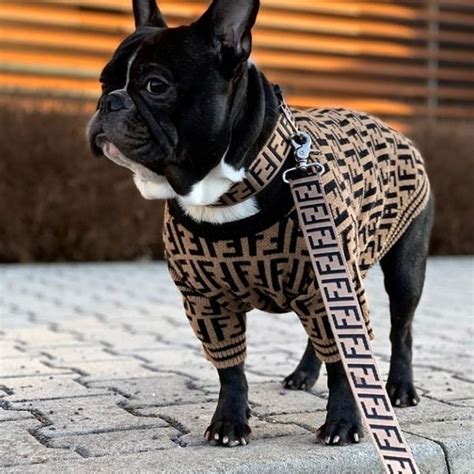 fendi collar jacket|designer inspired dog collar.